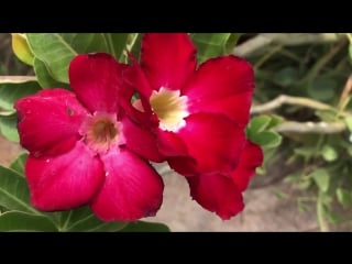 Indian seasonal flowers video background