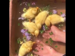 Ducklings having their first swim