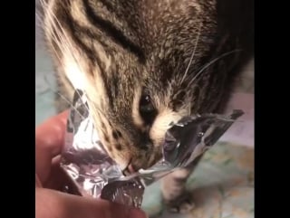 C'est bon les biscuits ? 😸🍪 #cat #cats #catsofinst париж