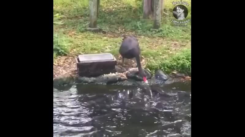 Вот это да! поучиться бы людям!