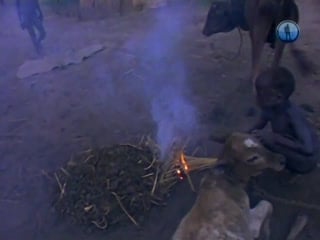 Нуэры пастухи голубого нила