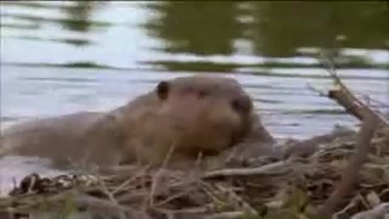 Бобёр строит плотину