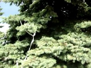 Елки у здания администрации железногорска "украсили" туалетной бумагой