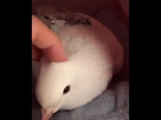 Домашний голубь vhs video vhs video27