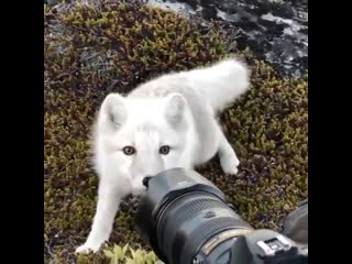 Curious arctic fox in greenland