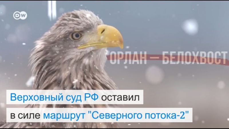 "гринпис" не смог обжаловать в верховном суде новое положение о кургальском заказнике