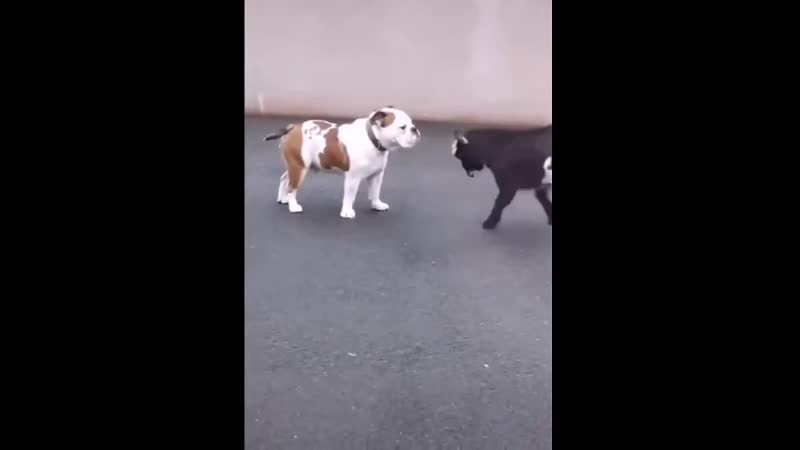 Молодой козлик тренируется