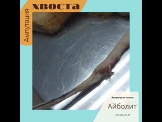 Ампутация хвоста