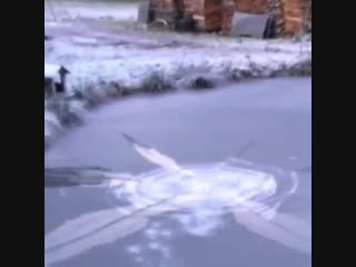 Праздничная торпеда