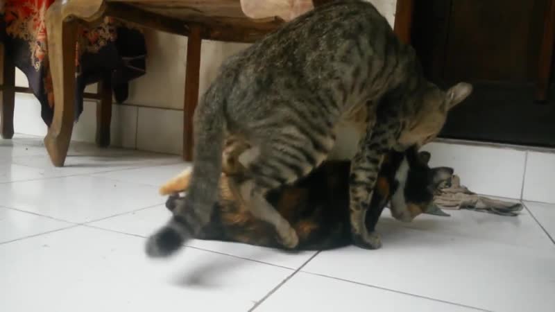 отец насилует кота (34 видео)
