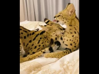 Взаимный лизь))