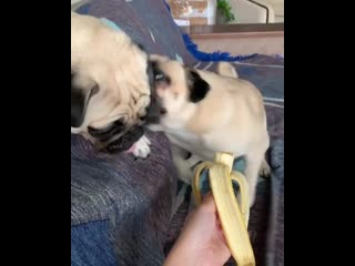Мопсики кушают банан