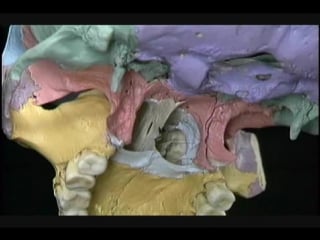 Anatomia general repaso huesos cara y base del craneo [www keepvid com]