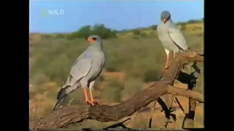 Медоеду похер