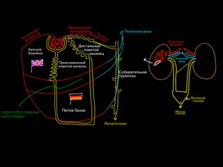 Строение нефрона | khan academy | академия хана