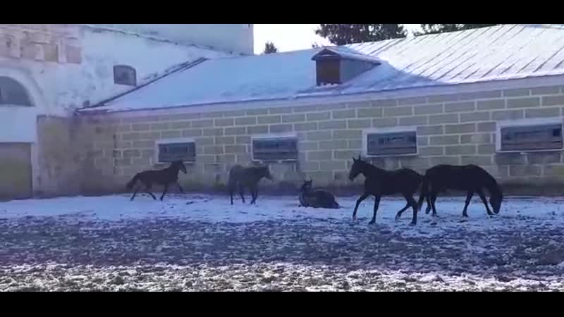 Кобылки 2018 г р 2 т/о