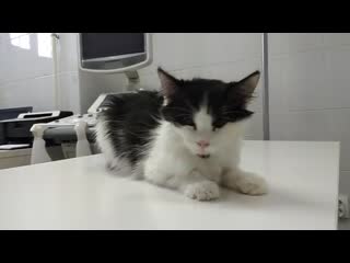 Утренние уколы пампушка 13 06 18