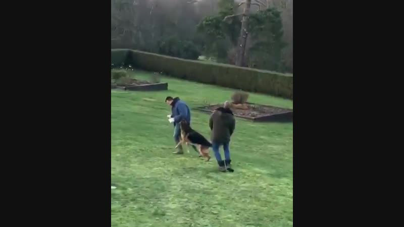 Терри покусали молодые