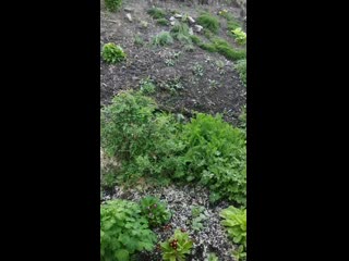 Vid 20200604 205010 mp4