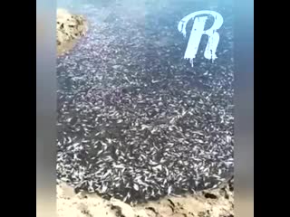 Нереальный мор рыбы mp4