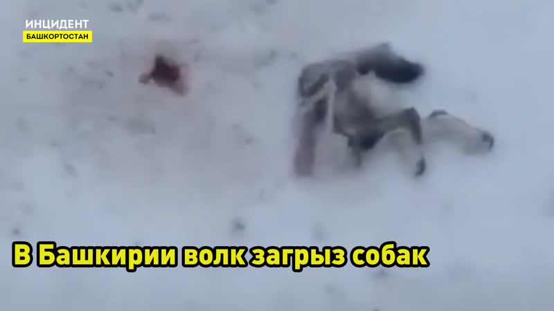 Волк загрыз молодые в баймакском районе