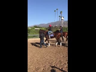 Top us 18yo dennis’ moment, 6 4 with @willhillracing for the breeders’ cup juvenile, on his toes after morning workout #bc19