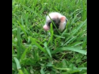 Baby piggy prancing through the grass