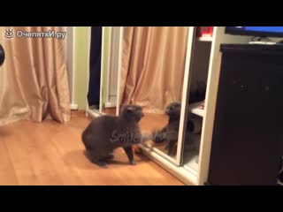 Коты и приколы с ними