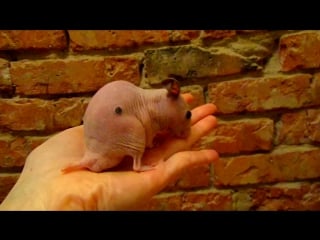 Лысый, голый хомяк сфинкс (хомяк hairless)