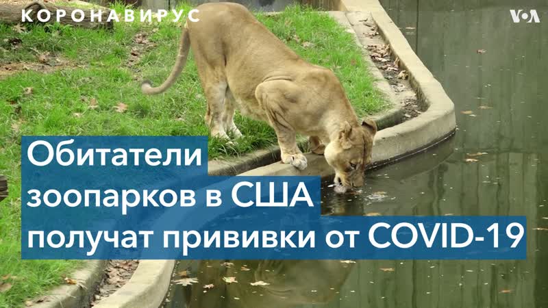 Зоопарки сша готовятся к вакцинации