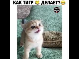 Котёнок рычит как лев