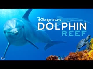 Дельфиний риф / dolphin reef (2020) [rus]