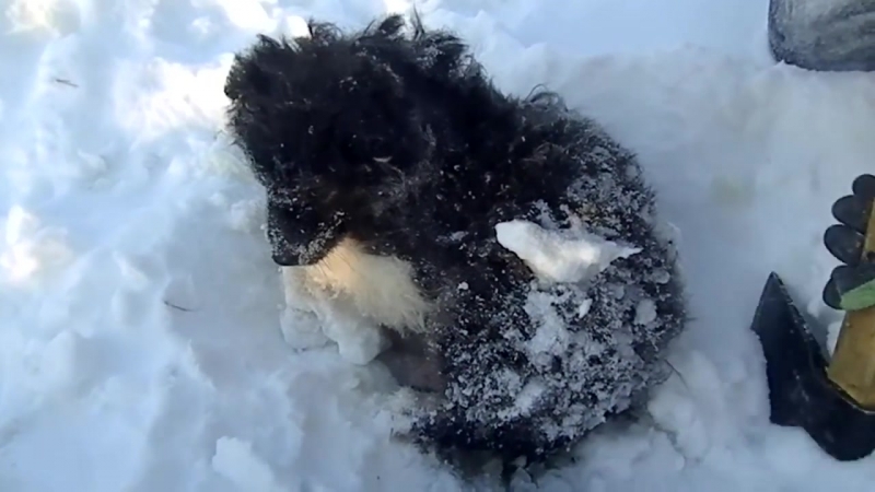 Спасение замерзающего щенка на ямале