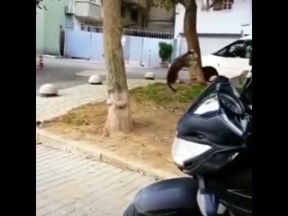 Kitties show off amazing jumping abilities while chasing bird