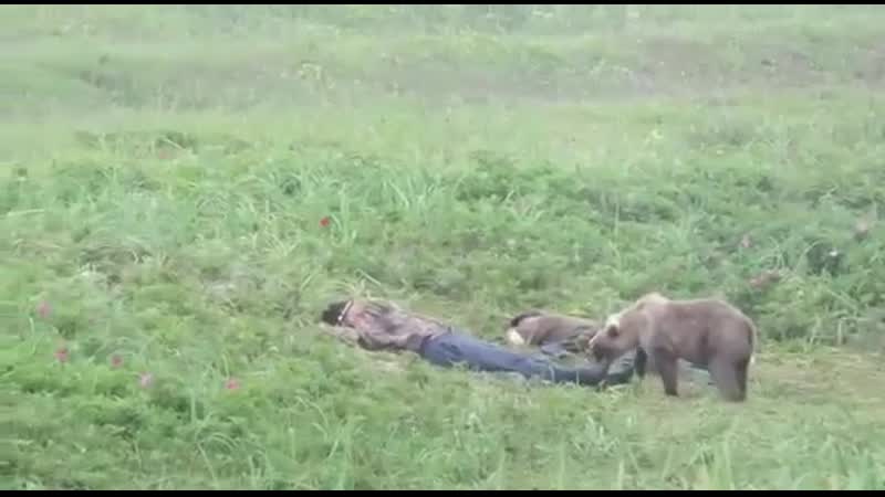 Медведь разбудил мужиков на камчатке медвежонок разбудил приятелей, уснувших на пляже