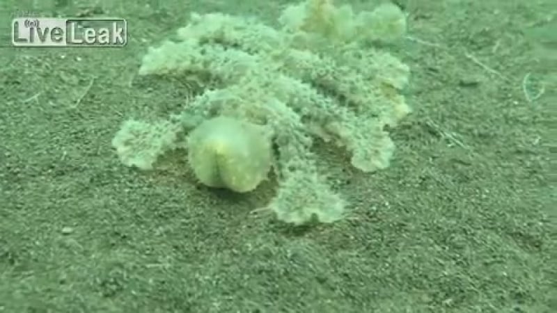 Странное существо с прозрачной головой обнаружено на дне морском