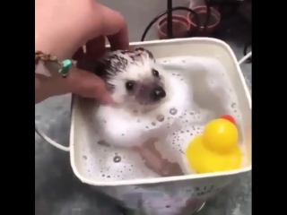 Ежик принимает ванну