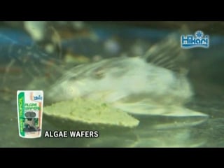 Having hikari algae wafers