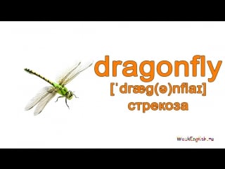 Насекомые на английском языке english vocabulary insects