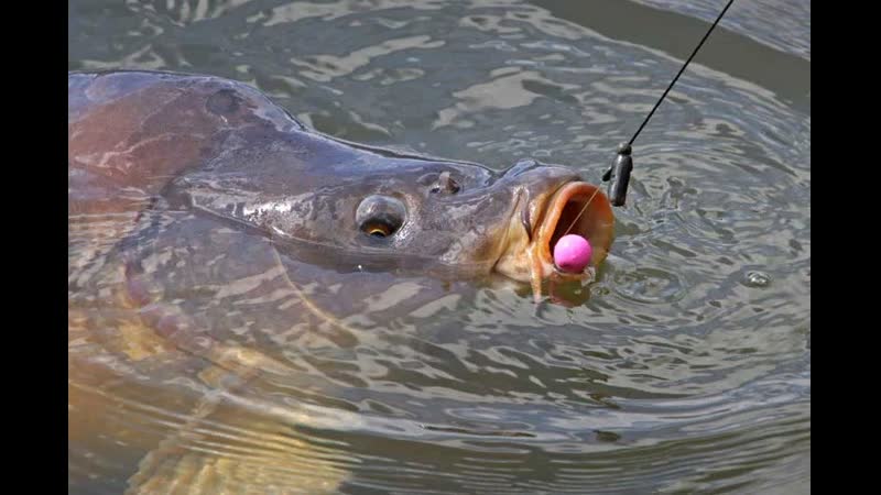 Поклеи карпов