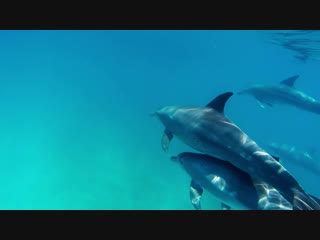 Swimming with dolphins kenia underwater