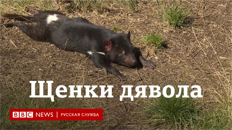 В австралии впервые за три тысячи лет родились детеныши тасманийского дьявола