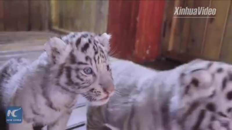 Сонные белые тигрята очаровали посетителей зоопарка в китае