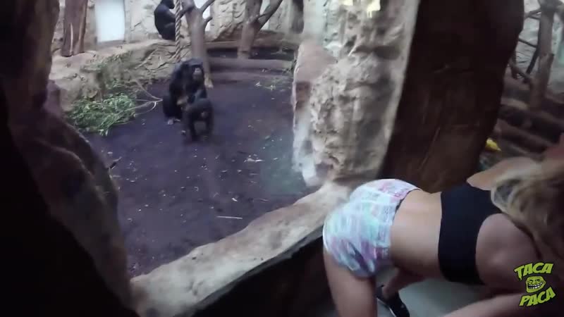 Тряси булками