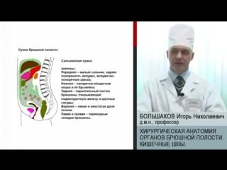 Хирургическая анатомия органов брюшной полости кишечные швы