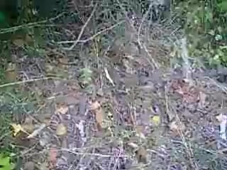 Самая свирепая змея