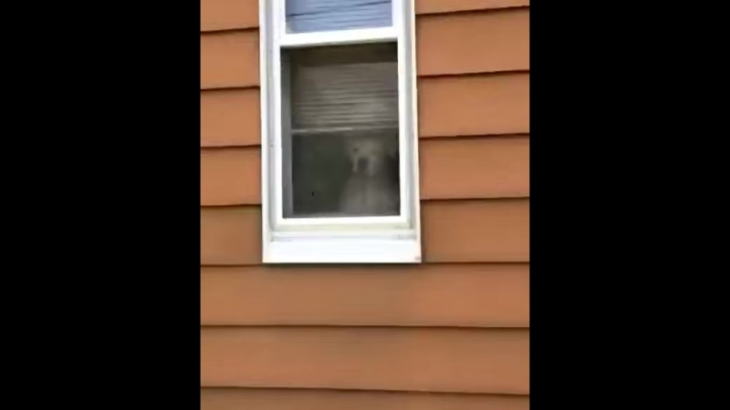 Я слежу за тобой (vhs video)