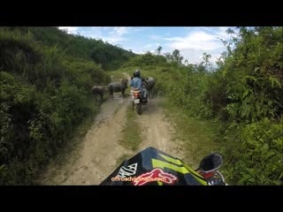 How dangerous are water buffaloes on vietnam motorcycle tours? ⛔️ 😂 🆘