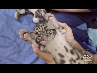 Comfy cute clouded leopard cub