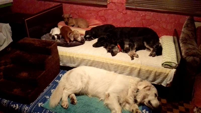 Мы спим, спокойной ночи!